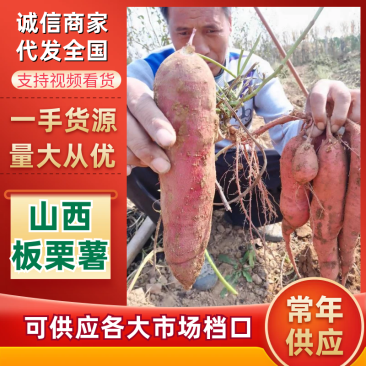 【包邮】山地沙土一支香板粟薯面甜可口原始种植现挖现发一件代发