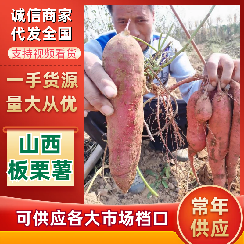 【包邮】山地沙土一支香板粟薯面甜可口原始种植现挖现发一件代发