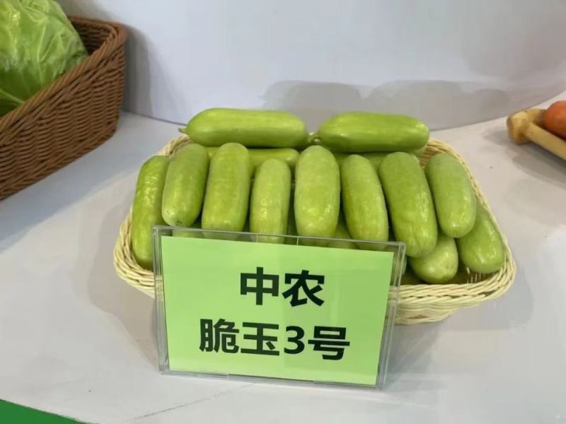 中农脆玉3号黄瓜种子口感型水果黄瓜种子高产脆甜农科院中蔬
