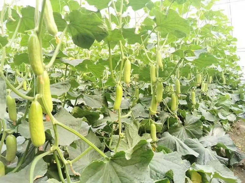 中农脆玉3号黄瓜种子口感型水果黄瓜种子高产脆甜农科院中蔬