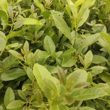 红芽土柠檬苗三十公分以上起苗数量十万棵
