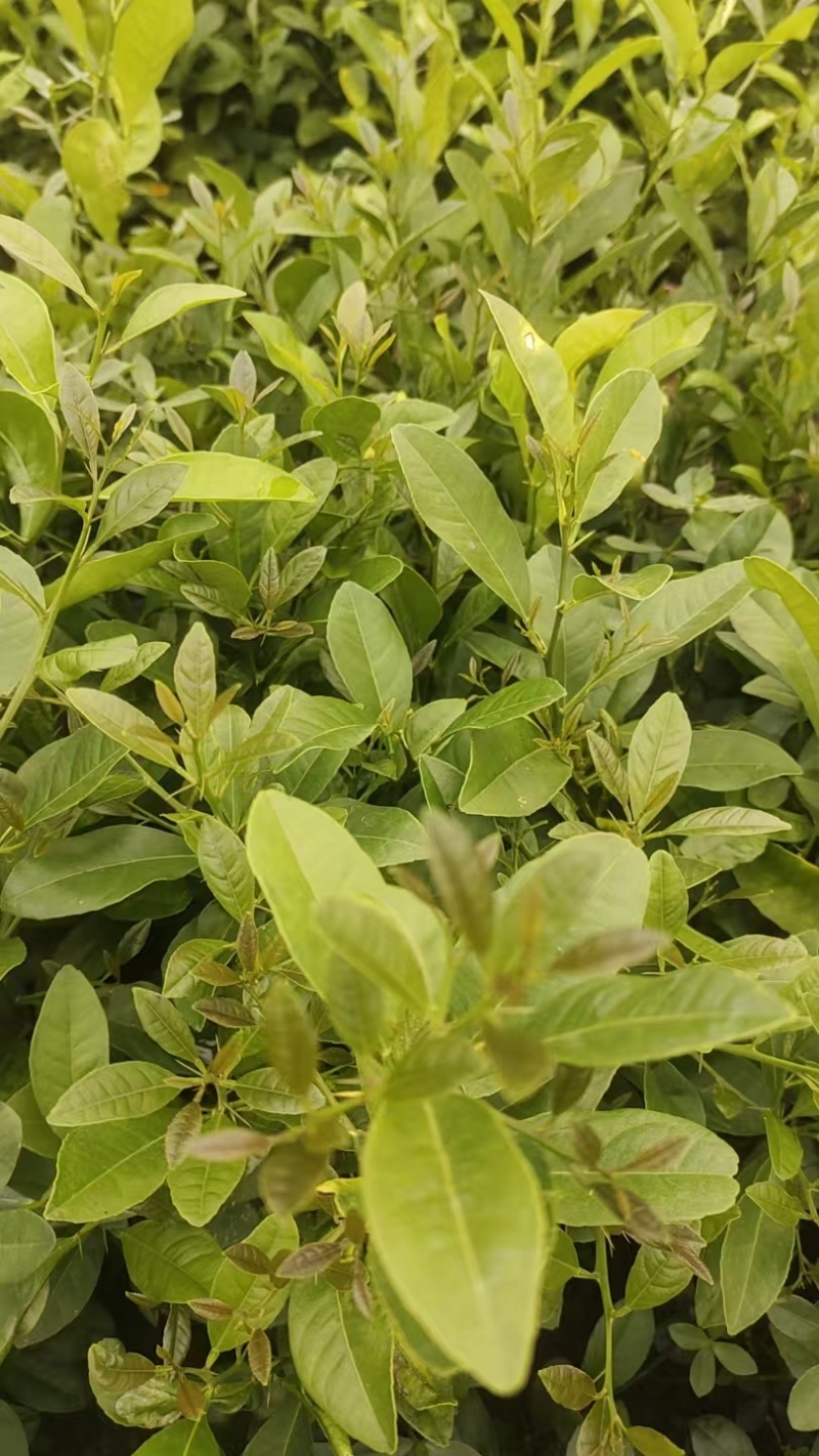 红芽土柠檬苗三十公分以上起苗数量十万棵