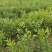 红芽土柠檬苗三十公分以上起苗数量十万棵