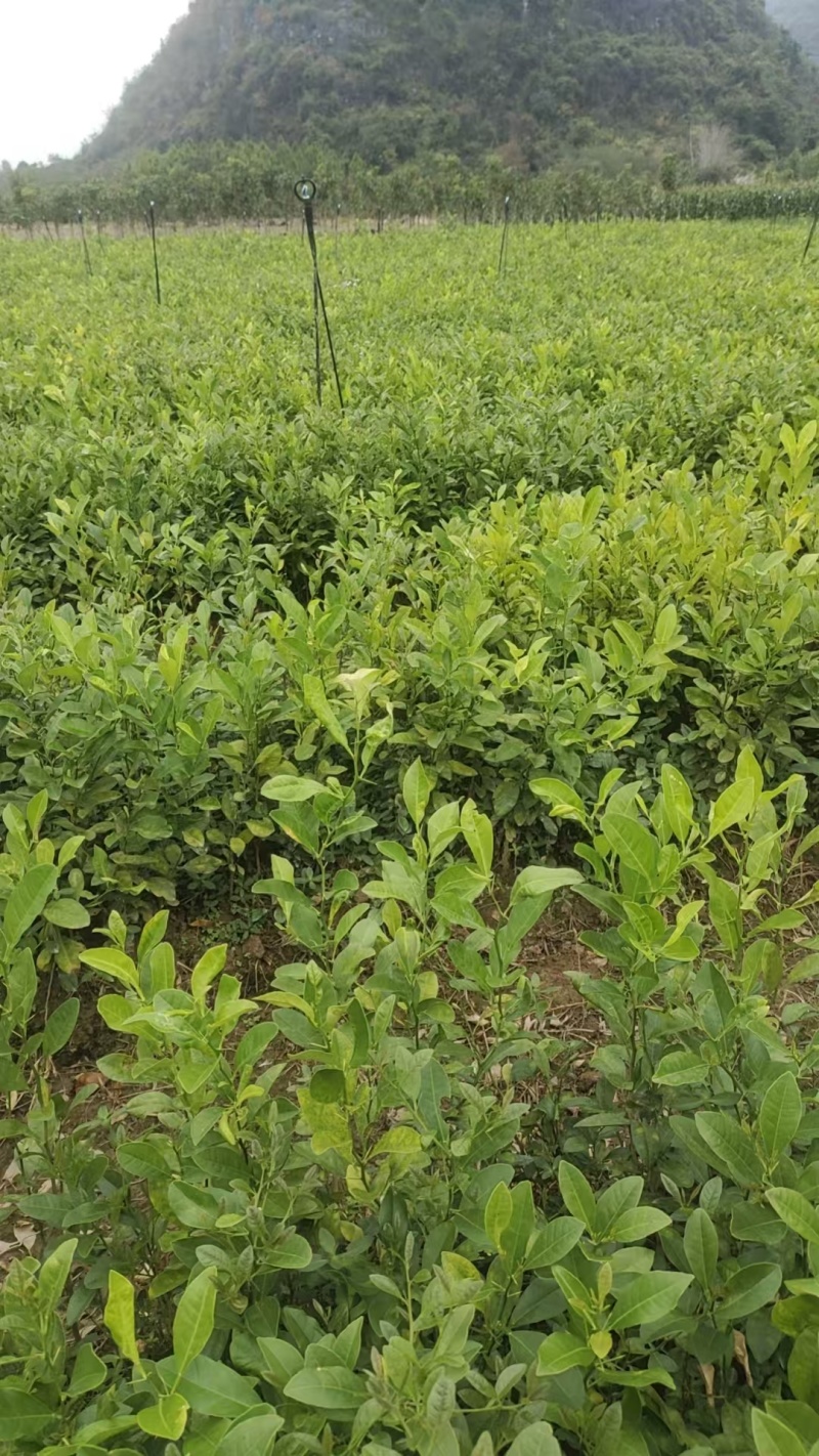 红芽土柠檬苗三十公分以上起苗数量十万棵