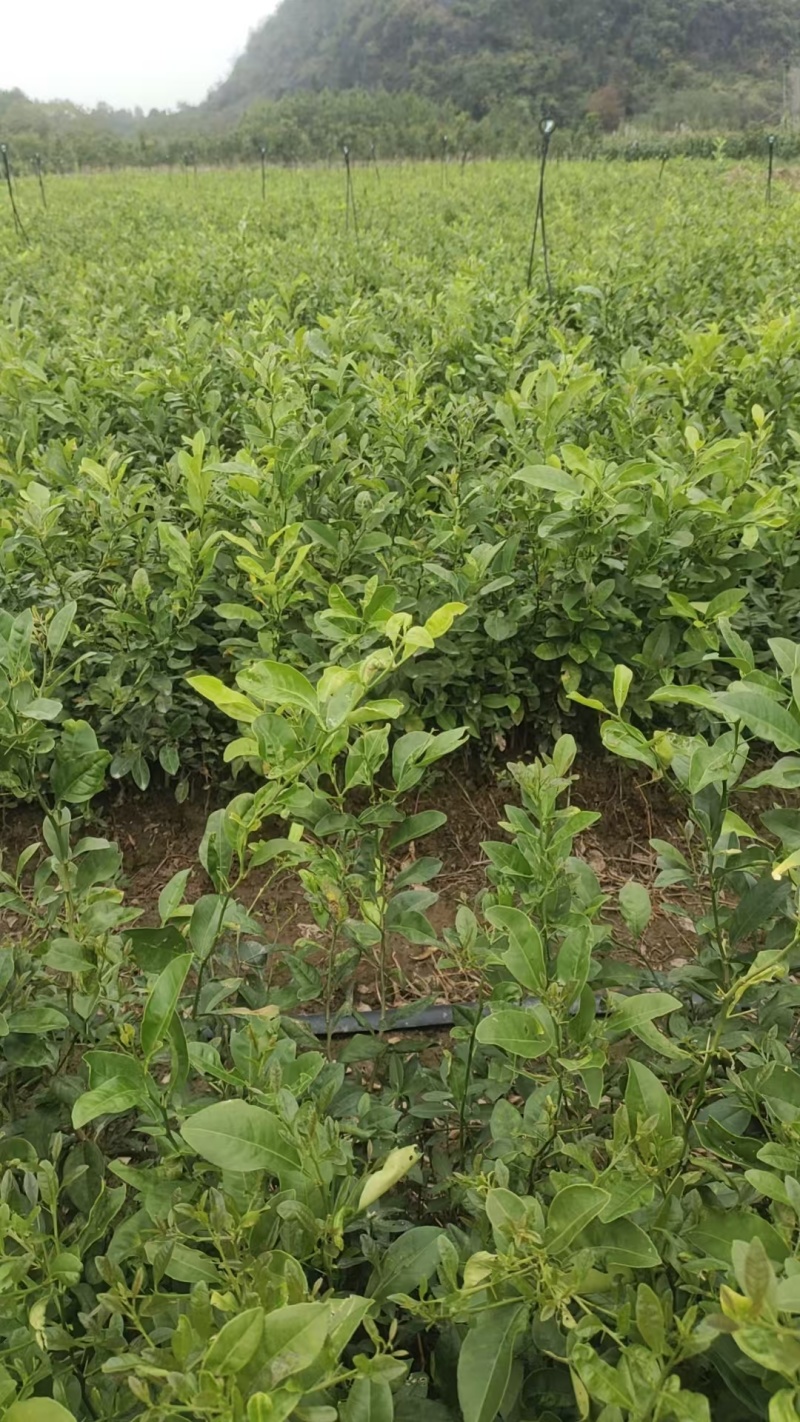 红芽土柠檬苗三十公分以上起苗数量十万棵