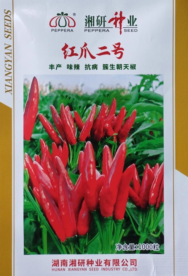 湘研红爪二号簇生朝天椒种子尖椒种籽香辣味浓高产辣椒抗病