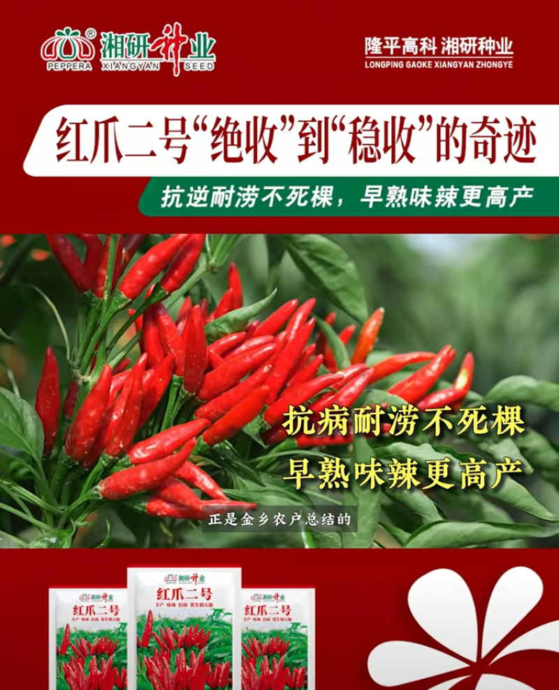 湘研红爪二号簇生朝天椒种子尖椒种籽香辣味浓高产辣椒抗病