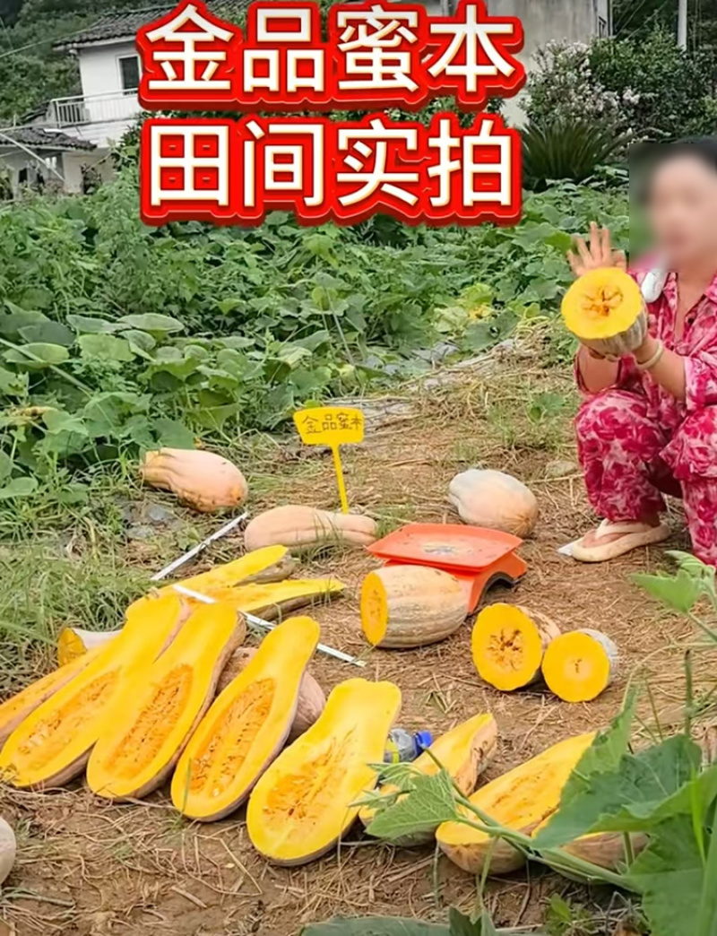 金品蜜本南瓜种子中果型秘本蜜本南瓜种籽细腻味甜优质高产