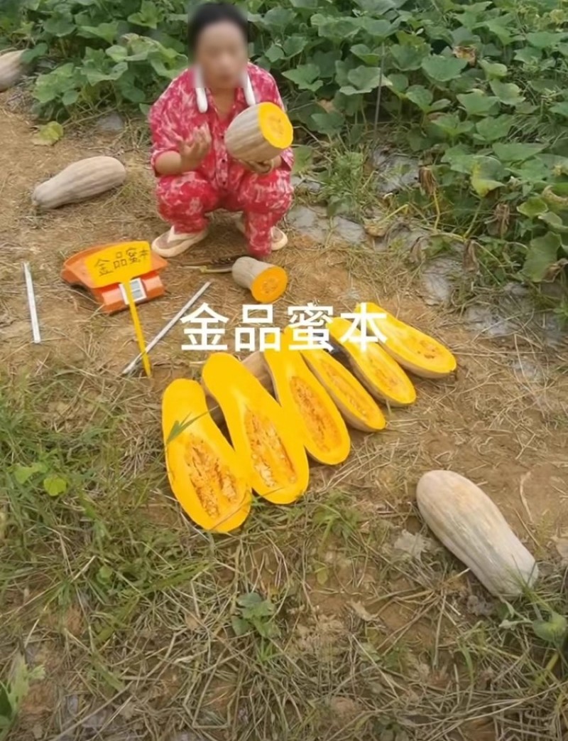 金品蜜本南瓜种子中果型秘本蜜本南瓜种籽细腻味甜优质高产