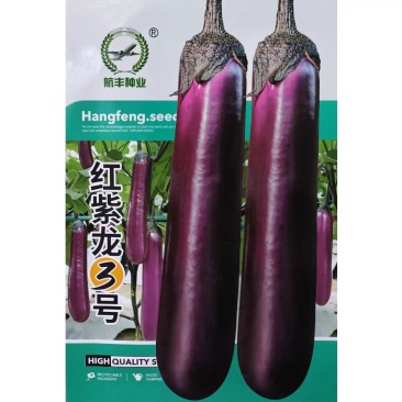 红紫龙3号早熟紫红长茄种子长势旺坐果多茄条顺直深紫长茄子