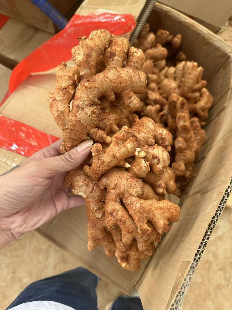 小黄姜老姜大量供货对接商超市场团购品质保证来电