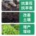 有机水溶肥大豆蛋白水溶桶肥瓜果蔬菜槟榔