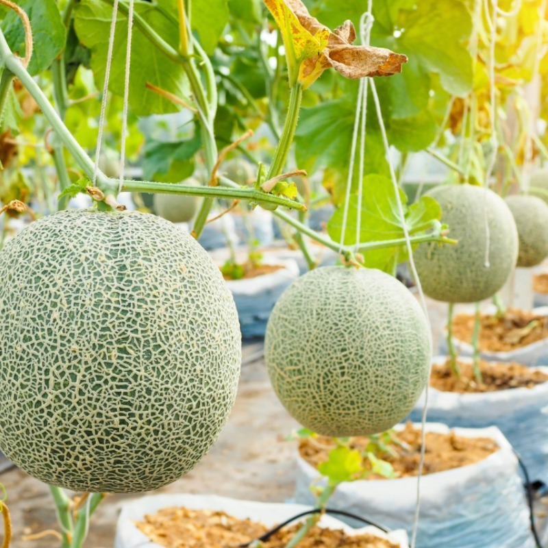 有机水溶肥大豆蛋白水溶桶肥瓜果蔬菜槟榔
