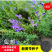 黄芩种子黄芩籽一斤起批包邮