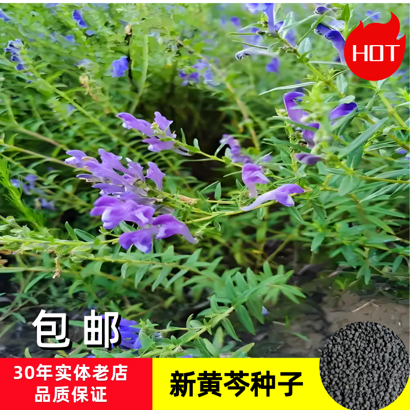 黄芩种子黄芩籽一斤起批包邮