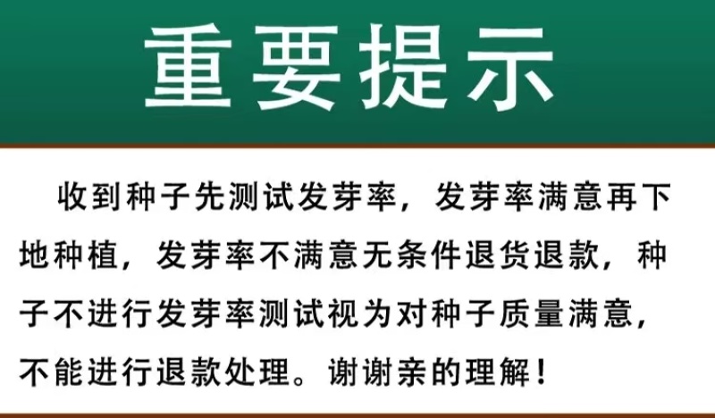 黄芩种子黄芩籽一斤起批包邮