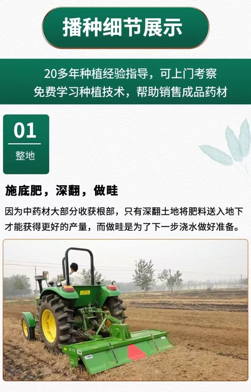 黄芩种子黄芩籽一斤起批包邮