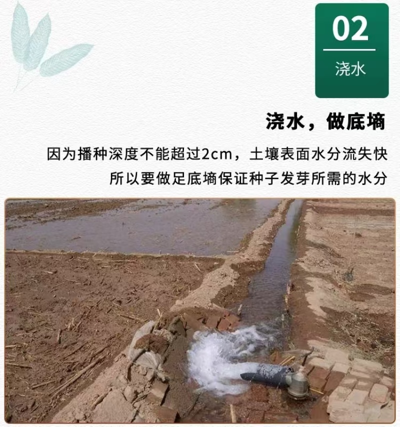 黄芩种子黄芩籽一斤起批包邮