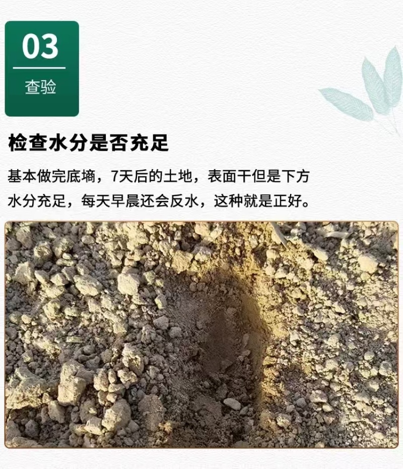 黄芩种子黄芩籽一斤起批包邮