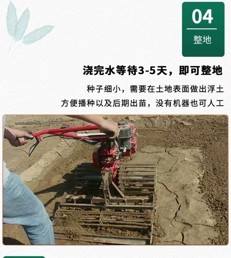 黄芩种子黄芩籽一斤起批包邮