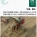 黄芩种子黄芩籽一斤起批包邮