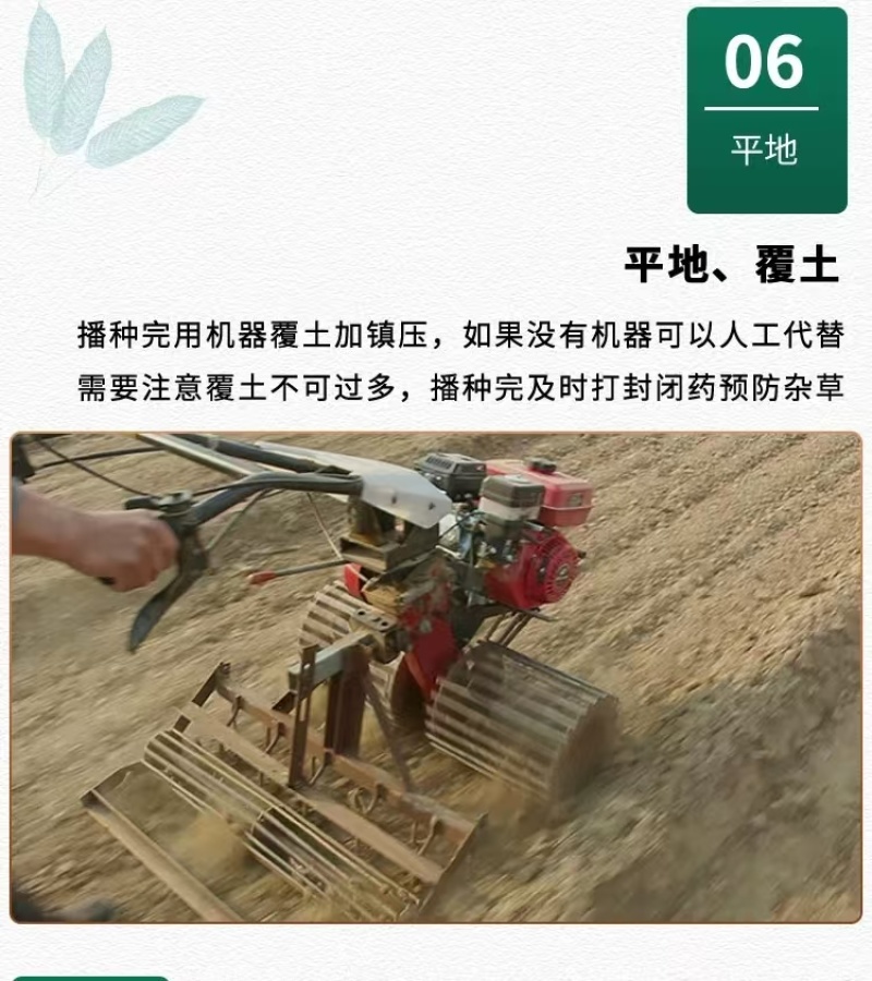 黄芩种子黄芩籽一斤起批包邮