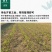 黄芩种子黄芩籽一斤起批包邮
