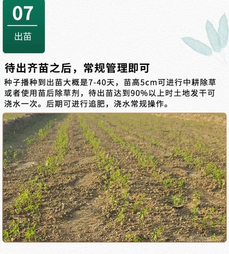 黄芩种子黄芩籽一斤起批包邮