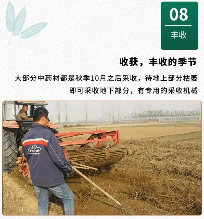 黄芩种子黄芩籽一斤起批包邮