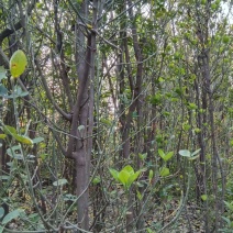 北海道黄杨大苗基地直发品质保证诚信经营量大从优