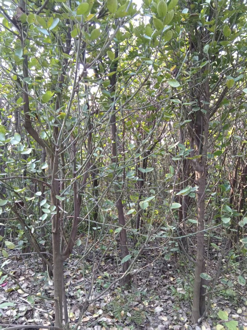 北海道黄杨大苗基地直发品质保证诚信经营量大从优