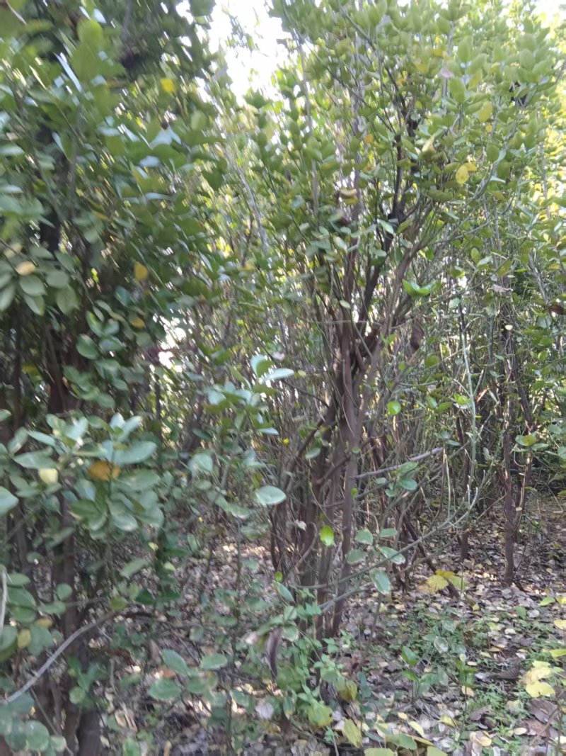 北海道黄杨大苗基地直发品质保证诚信经营量大从优