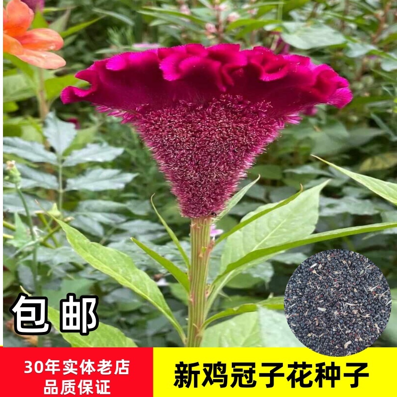 鸡冠花种子鸡冠花籽一斤起批包邮