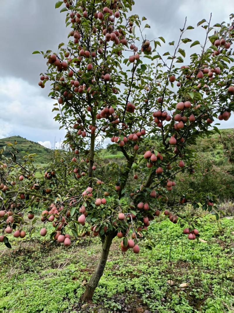 小红梨，对接批发，全国发货，欢迎联系，价格可谈