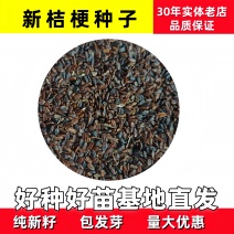 桔梗种子桔梗子桔梗籽一斤起批包邮
