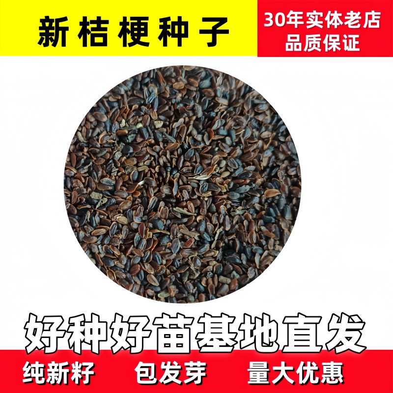 桔梗种子桔梗子桔梗籽一斤起批包邮