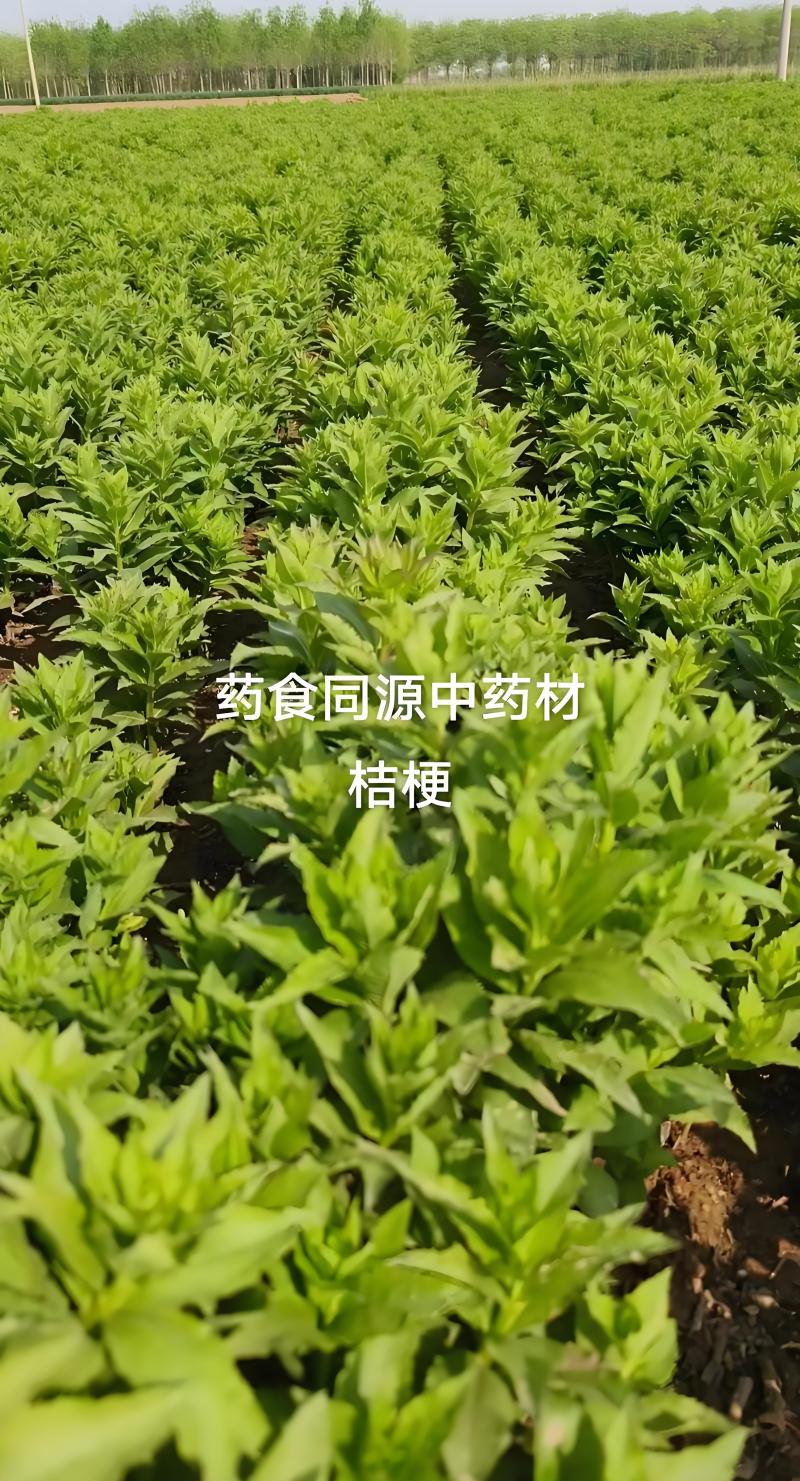 桔梗种子桔梗子桔梗籽一斤起批包邮