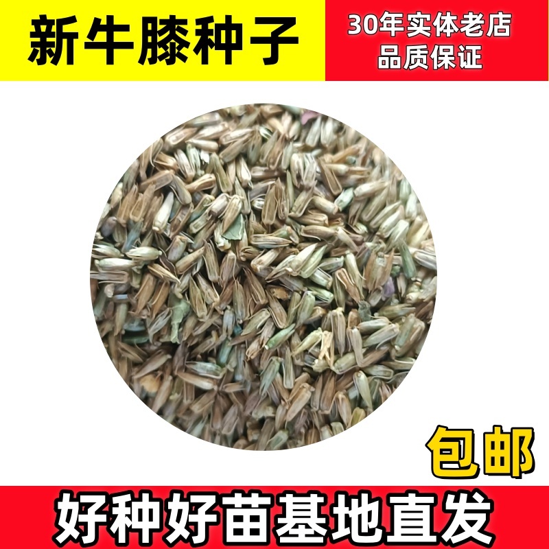 牛膝种子牛膝籽一斤起批包邮