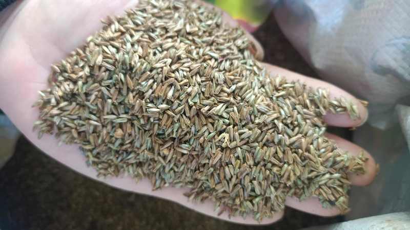 牛膝种子牛膝籽一斤起批包邮