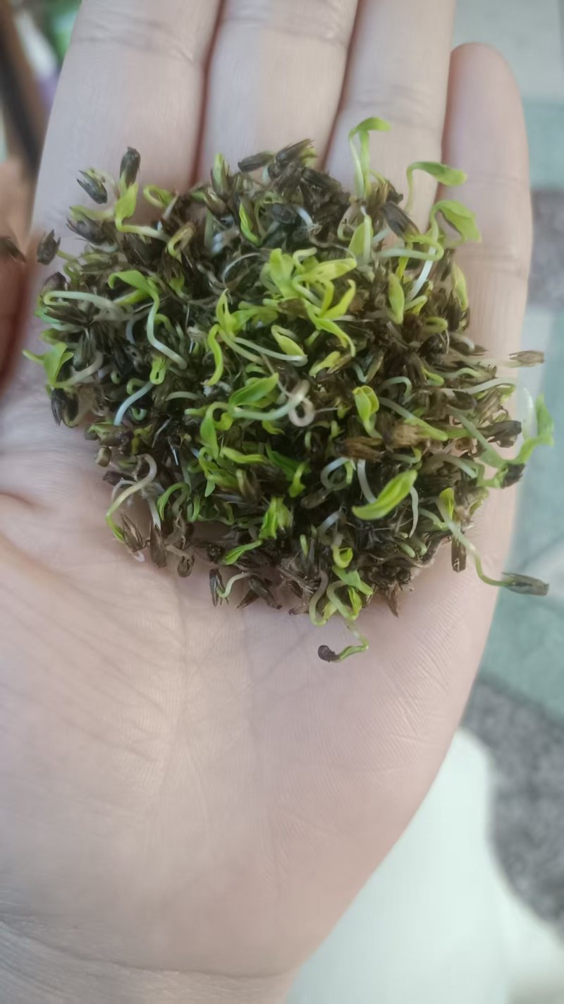 牛膝种子牛膝籽一斤起批包邮