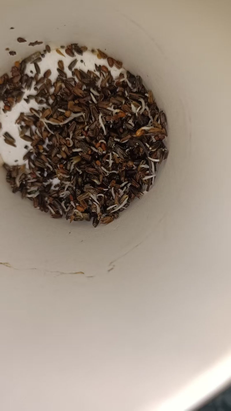 牛膝种子牛膝籽一斤起批包邮