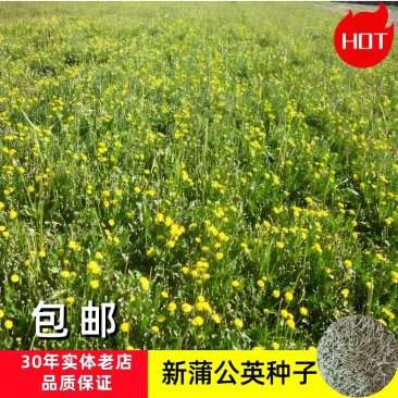 蒲公英种子蒲公英籽一斤起批包邮
