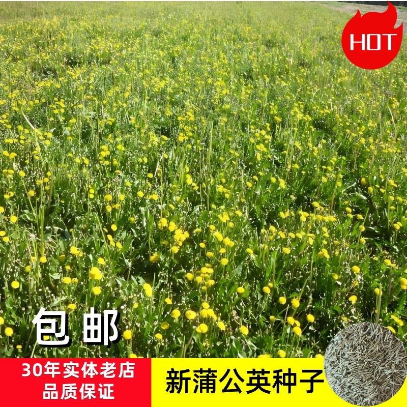 蒲公英种子蒲公英籽一斤起批包邮