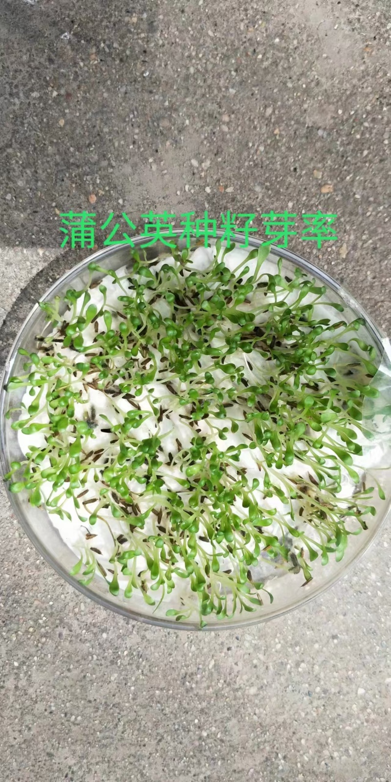 蒲公英种子蒲公英籽一斤起批包邮