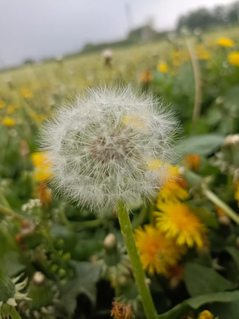 蒲公英种子蒲公英籽一斤起批包邮