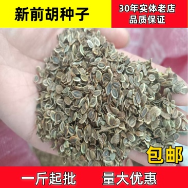 前胡种子前胡籽支持批发零售一斤起批包邮