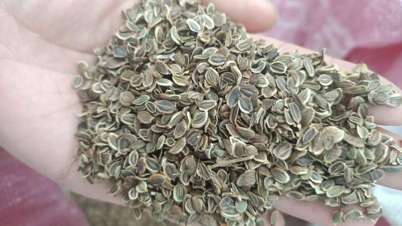 前胡种子前胡籽支持批发零售一斤起批包邮