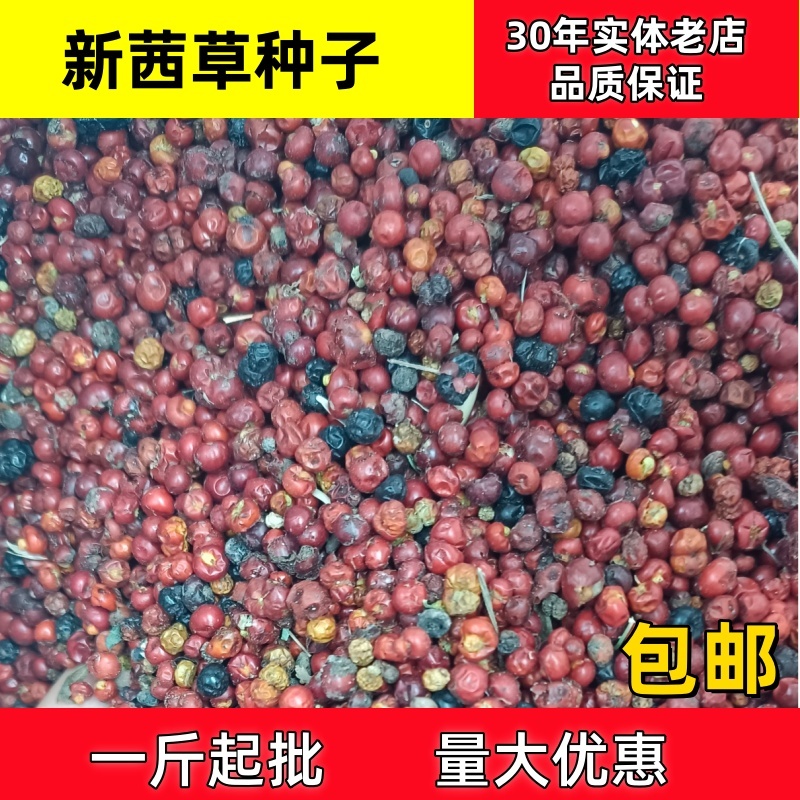 茜草种子茜草籽一斤起批包邮支持大货批发