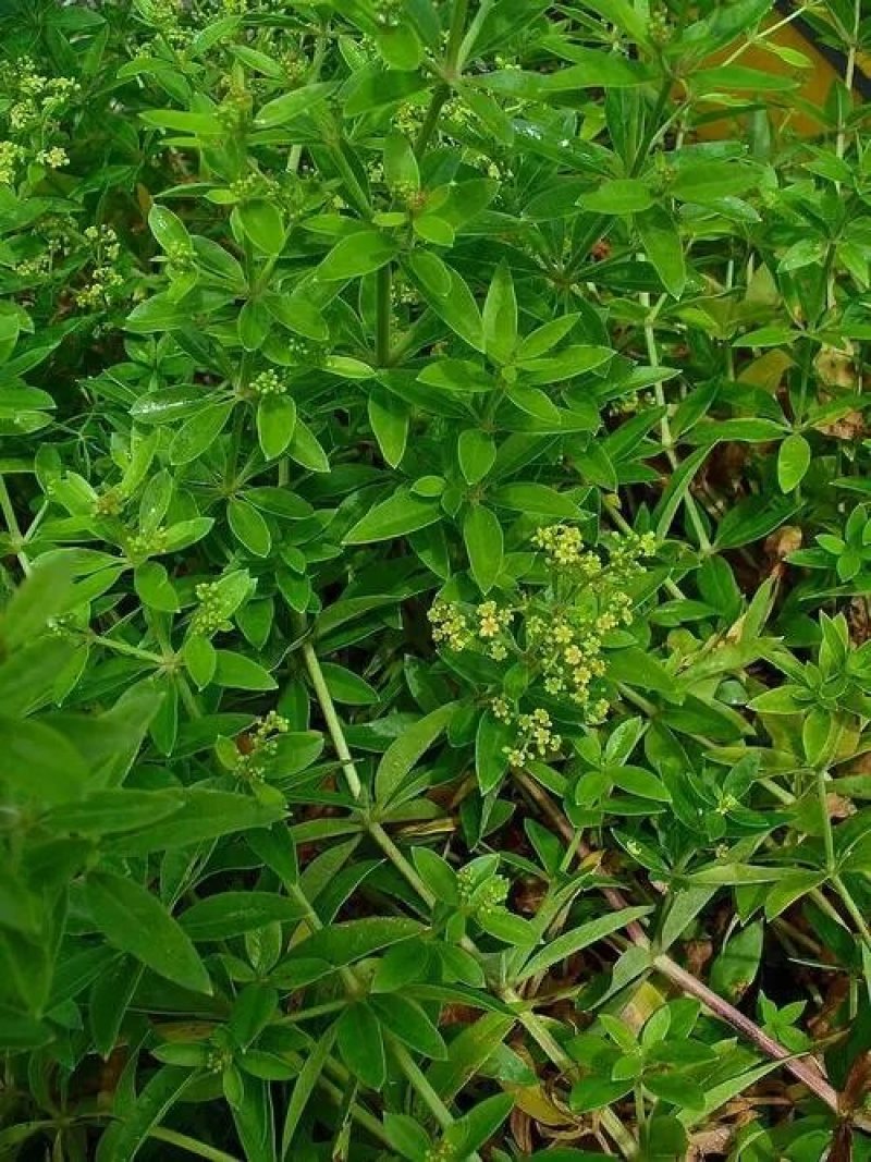 茜草种子茜草籽一斤起批包邮支持大货批发