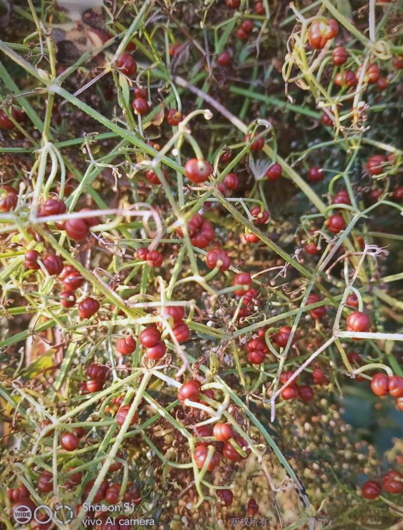 茜草种子茜草籽一斤起批包邮支持大货批发